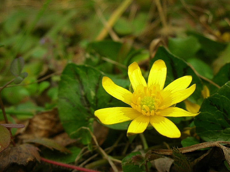 Ficaria verna (ex Ranunculus ficaria)